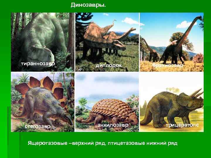 Динозавры. тираннозавр стегозавр диплодок анкилозавр брахиозавр трицератопс Ящеротазовые –верхний ряд, птицетазовые нижний ряд 