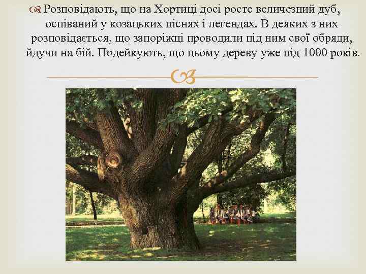  Розповідають, що на Хортиці досі росте величезний дуб, оспіваний у козацьких піснях і