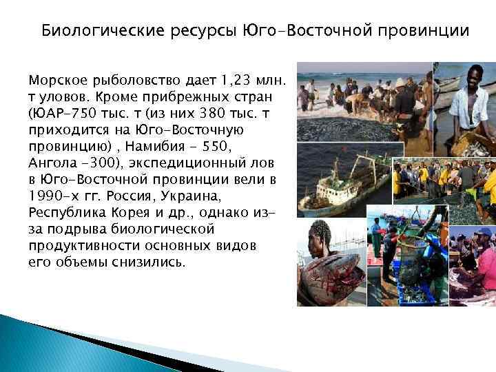 Биологические ресурсы Юго-Восточной провинции Морское рыболовство дает 1, 23 млн. т уловов. Кроме прибрежных