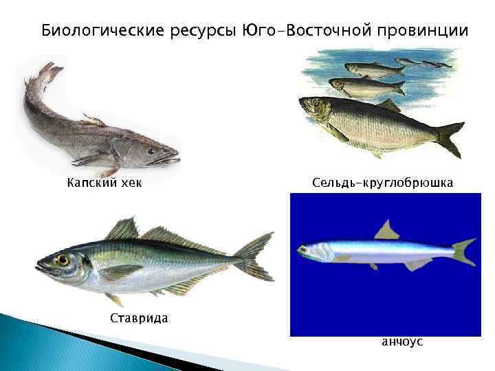Биологические ресурсы Юго-Восточной провинции Капский хек Сельдь-круглобрюшка Ставрида анчоус 