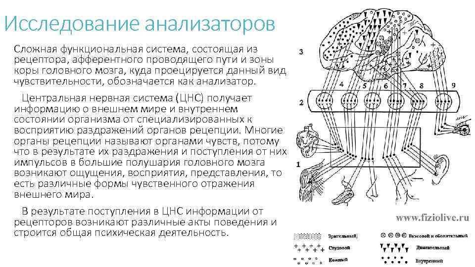 Анализатор состоит из воспринимающего проводящего. Система состоящая из рецепторов нерва и определённой зоны коры. Афферентные пути и чувствительные зоны коры рисунок. Исследование анализаторов. Функциональная система анализаторов.