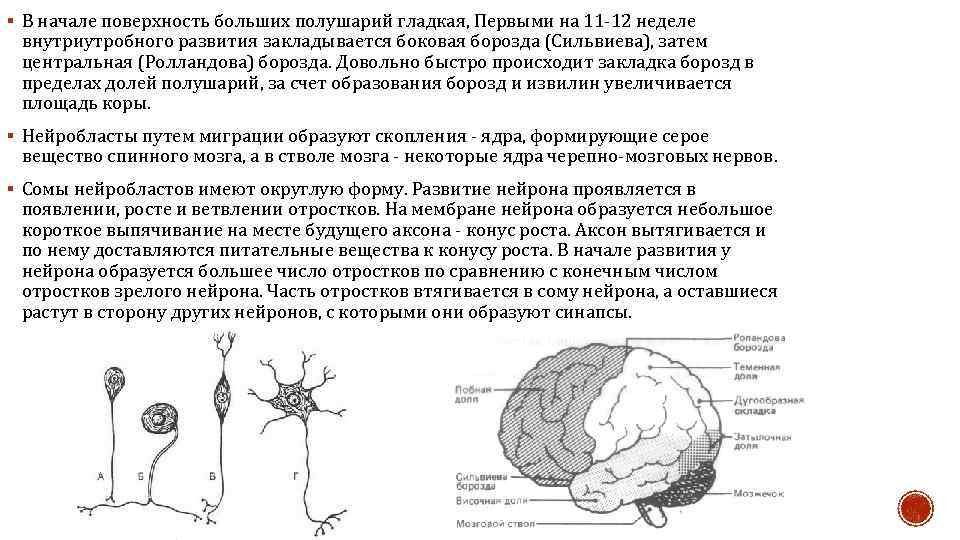 § В начале поверхность больших полушарий гладкая, Первыми на 11 -12 неделе внутриутробного развития
