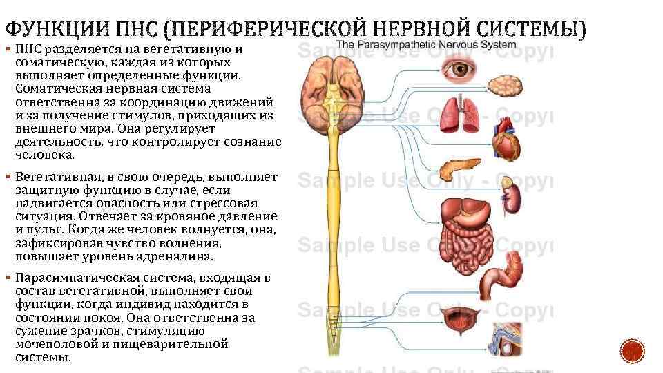 § ПНС разделяется на вегетативную и соматическую, каждая из которых выполняет определенные функции. Соматическая