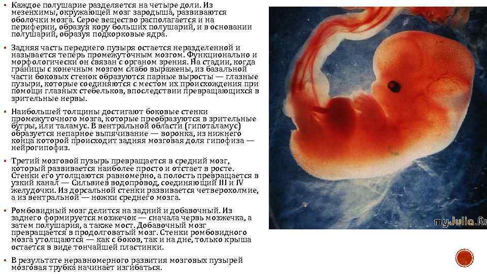 § Каждое полушарие разделяется на четыре доли. Из мезенхимы, окружающей мозг зародыша, развиваются оболочки