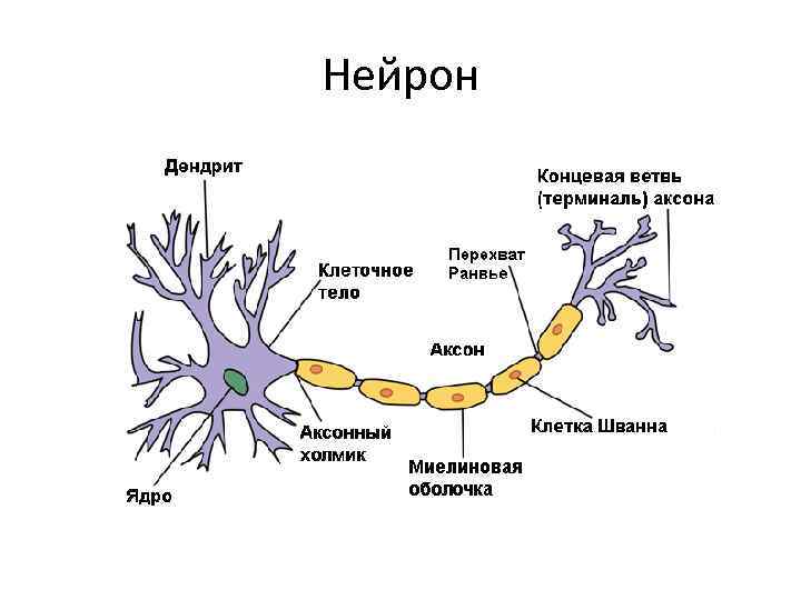 Нейрон 