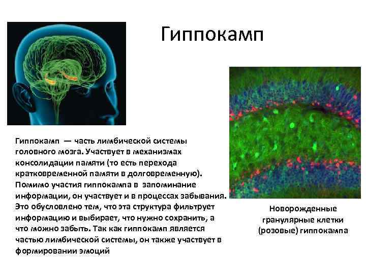 Гиппокамп — часть лимбической системы головного мозга. Участвует в механизмах консолидации памяти (то есть