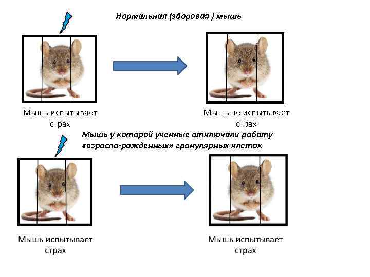 Нормальная (здоровая ) мышь Мышь испытывает Мышь не испытывает страх Мышь у которой ученные