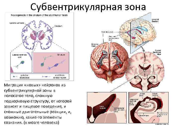 Субвентрикулярная зона Миграция «новых» нейронов из субвентрикулярной зоны в полосатое тело, сложную подкорковую структуру,