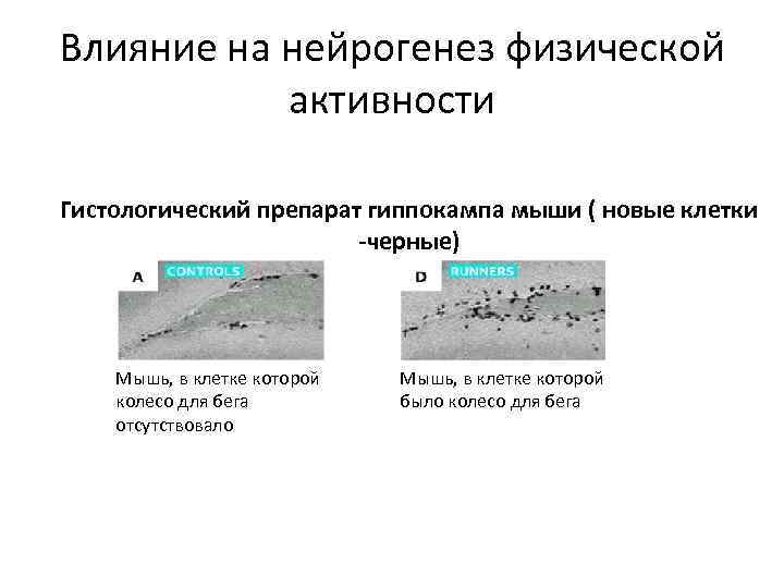 Влияние на нейрогенез физической активности Гистологический препарат гиппокампа мыши ( новые клетки -черные) Мышь,