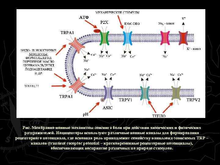 Рис. Мембранно-ионные механизмы сенсинга боли при действии химических и физических раздражителей. Ноцицепторы используют различные