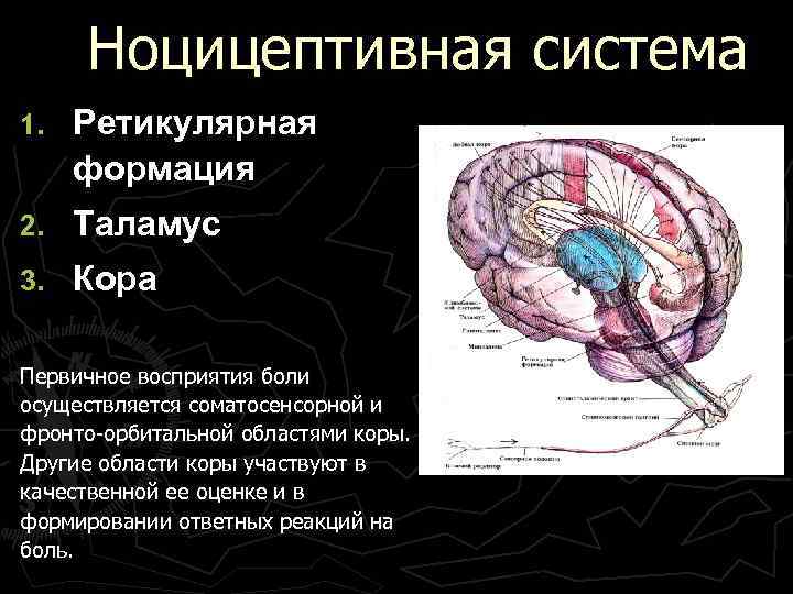  Ноцицептивная система 1. Ретикулярная формация 2. Таламус 3. Кора Первичное восприятия боли осуществляется