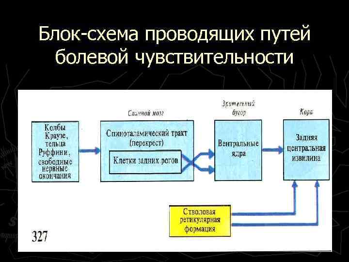 Блок-схема проводящих путей болевой чувствительности 