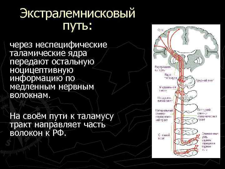 Экстралемнисковый путь: через неспецифические таламические ядра передают остальную ноцицептивную информацию по медленным нервным волокнам.