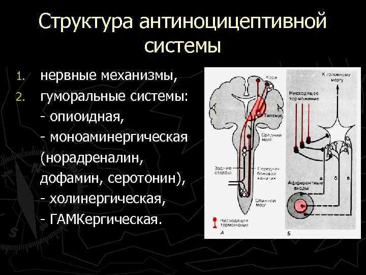 Структура антиноцицептивной системы 1. 2. нервные механизмы, гуморальные системы: - опиоидная, - моноаминергическая (норадреналин,