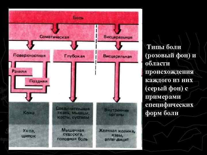 Типы боли (розовый фон) и области происхождения каждого из них (серый фон) с примерами