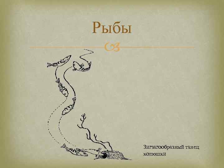 Рыбы Зигзагообразный танец колюшки 
