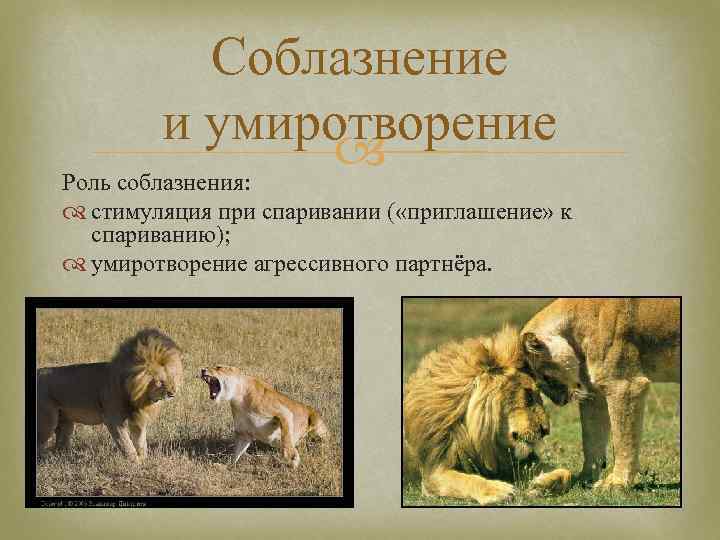 Соблазнение и умиротворение Роль соблазнения: стимуляция при спаривании ( «приглашение» к спариванию); умиротворение агрессивного