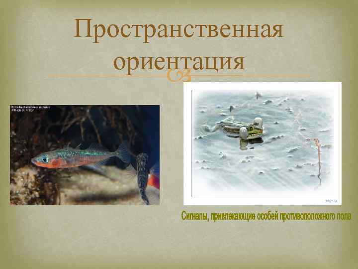 Пространственная ориентация 