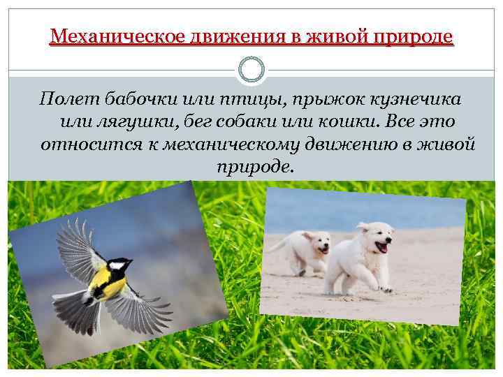 Движение жива. Движение в живой природе. Механическое движение в природе. Наблюдения в живой природе. Примеры движения в живой природе.