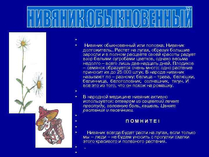  • • • Нивяник обыкновенный или поповка. Нивяник долгожитель. . Растет на лугах,