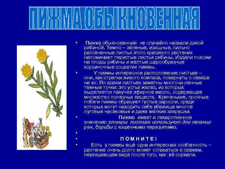  • • • Пижму обыкновенную не случайно назвали дикой рябиной. Темно – зеленые,