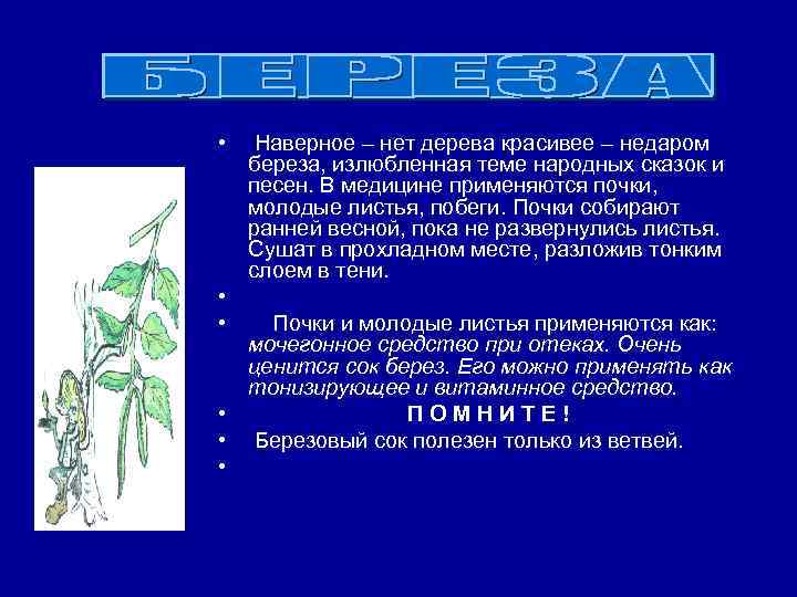  • Наверное – нет дерева красивее – недаром береза, излюбленная теме народных сказок