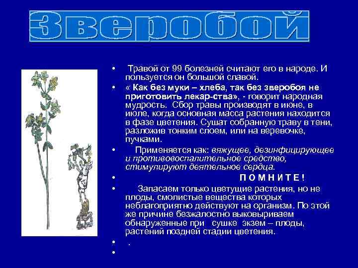  • • Травой от 99 болезней считают его в народе. И пользуется он