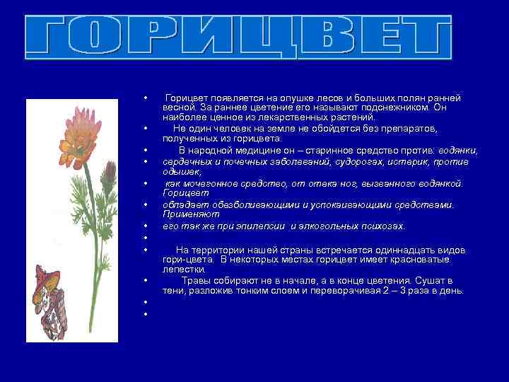  • • • Горицвет появляется на опушке лесов и больших полян ранней весной.