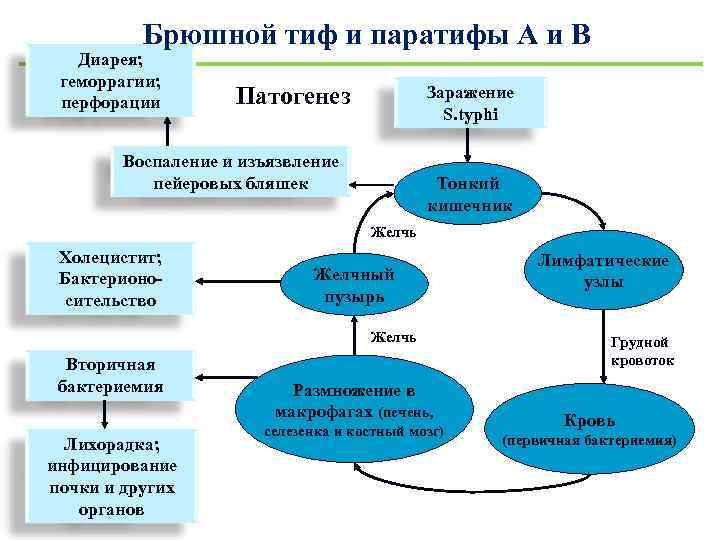 Патогенез сальмонеллеза схема