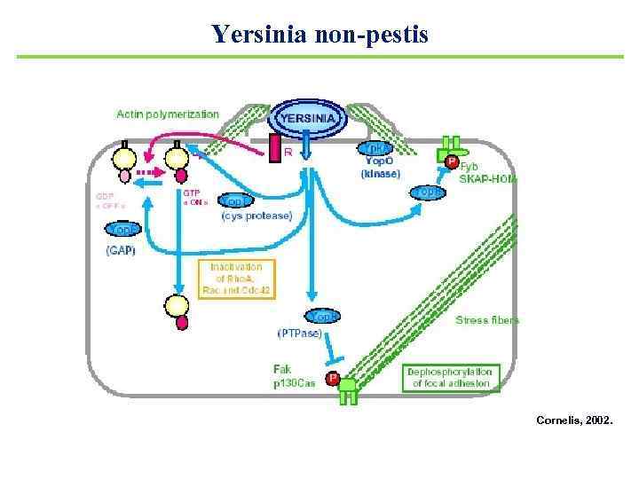 Yersinia non-pestis Cornelis, 2002. 