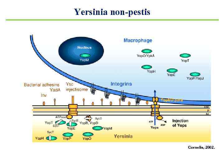 Yersinia non-pestis Cornelis, 2002. 