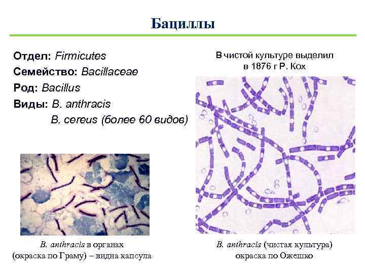 Бацилла это. Bacillus Cereus Ожешко. Bacillus Cereus микробиология характеристика. Bacillus Cereus по Ожешко. Род Bacillus микробиология.