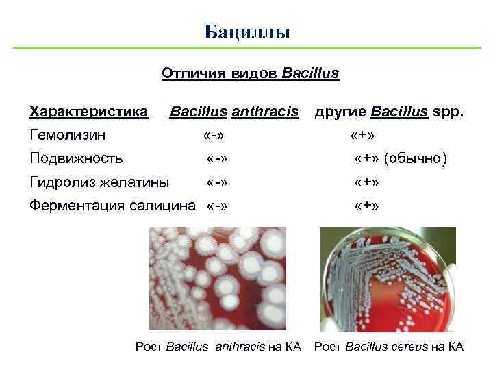 Бацилла столбняка фото