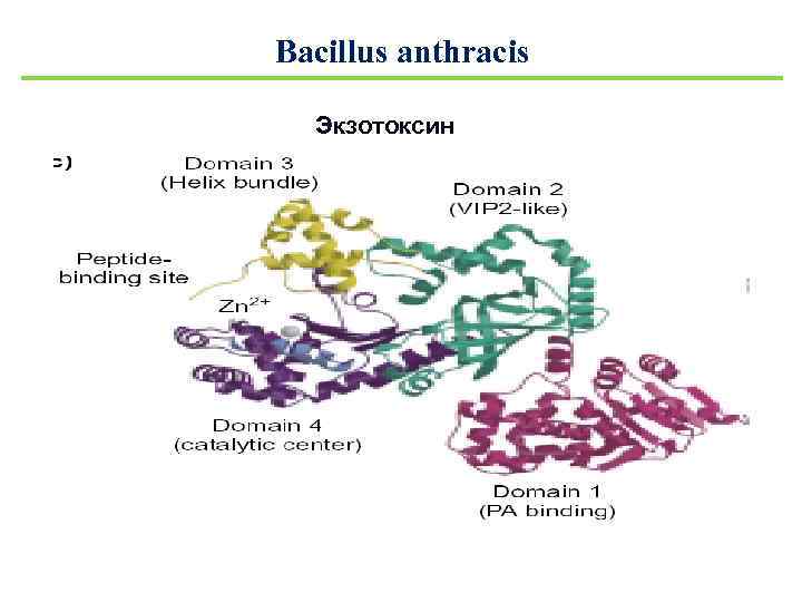 Bacillus anthracis Экзотоксин 