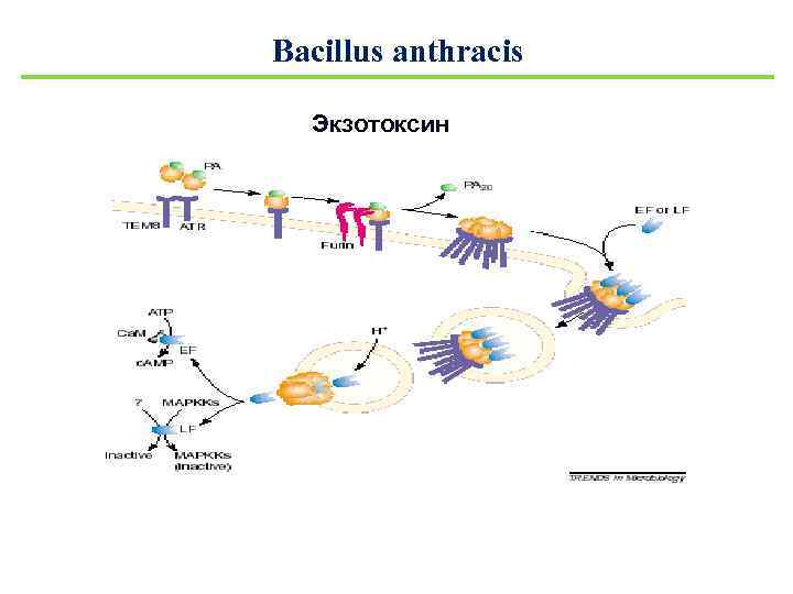 Bacillus anthracis Экзотоксин 