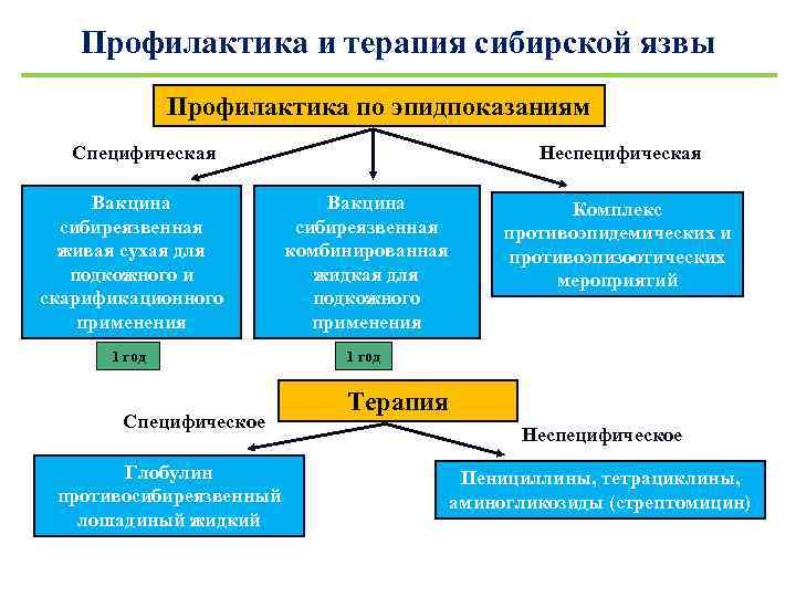 Профилактика и терапия сибирской язвы Профилактика по эпидпоказаниям Специфическая Неспецифическая Вакцина сибиреязвенная живая сухая