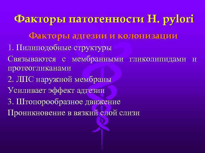 Факторы патогенности H. pylori Факторы адгезии и колонизации 1. Пилиподобные структуры Связываются с мембранными