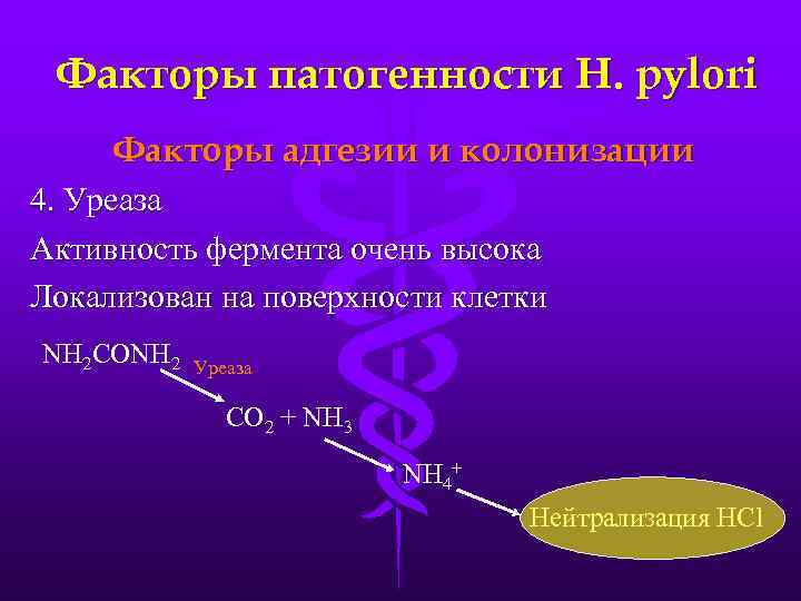 Факторы патогенности H. pylori Факторы адгезии и колонизации 4. Уреаза Активность фермента очень высока