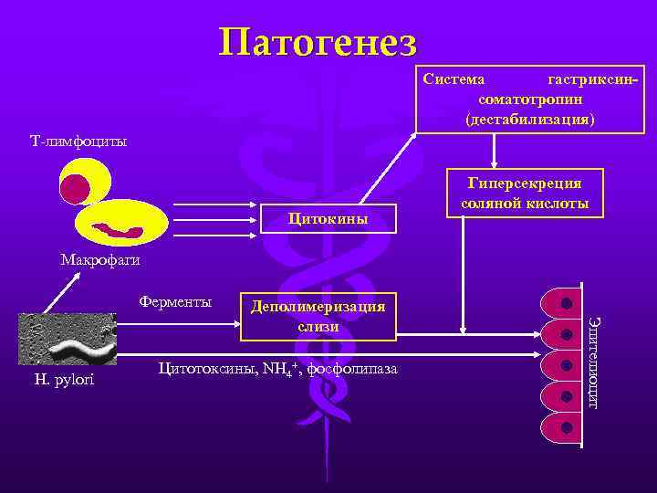 Патогенез Система гастриксинсоматотропин (дестабилизация) Т-лимфоциты Цитокины Гиперсекреция соляной кислоты Макрофаги Ферменты Цитотоксины, NH 4+,