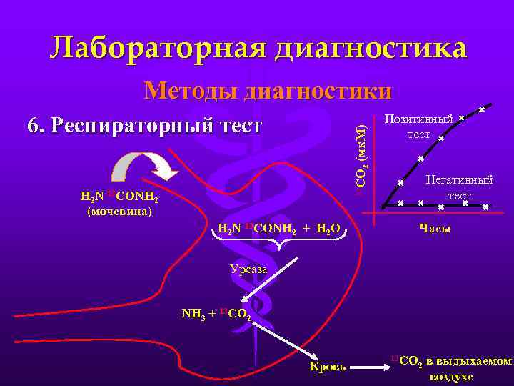 Лабораторная диагностика Методы диагностики 13 СО 2 (мк. М) 6. Респираторный тест Позитивный тест