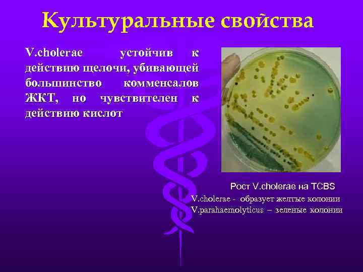 Культуральные свойства V. cholerae устойчив к действию щелочи, убивающей большинство комменсалов ЖКТ, но чувствителен