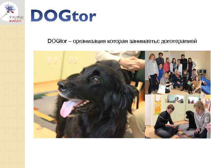 DOGtor – организация которая занимаетьс доготерапией 
