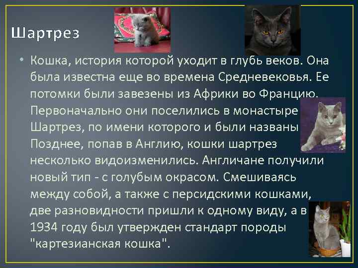 Шартрез • Кошка, история которой уходит в глубь веков. Она была известна еще во