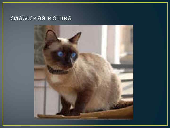 сиамская кошка 