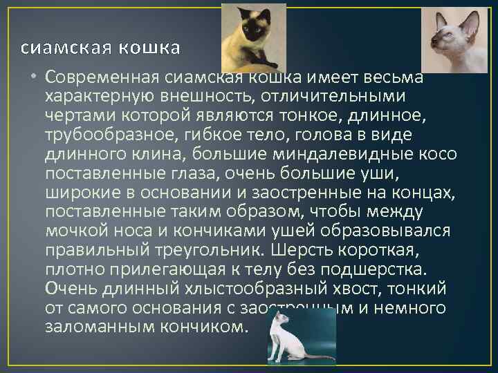 Имея кошке