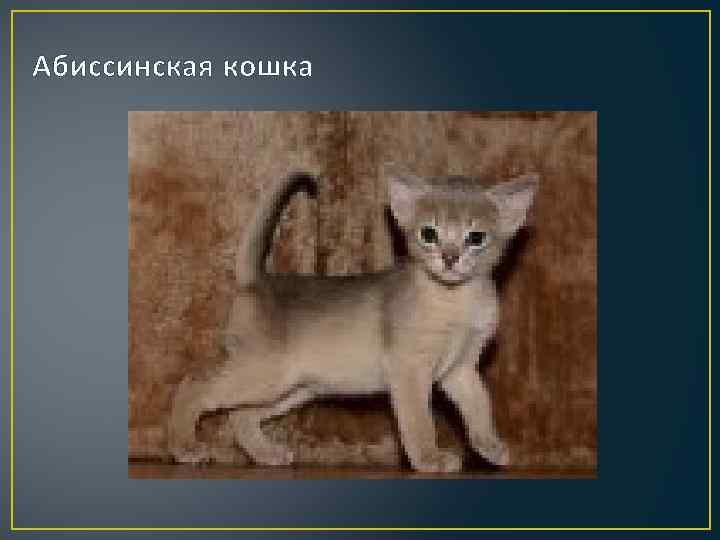 Абиссинская кошка 