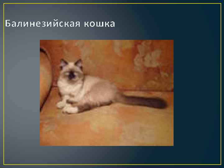 Балинезийская кошка 