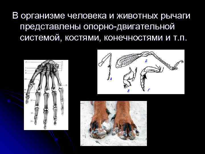 Проект рычаг в природе