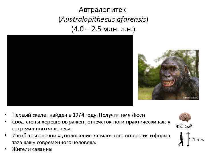 Автралопитек (Australopithecus afarensis) (4. 0 – 2. 5 млн. л. н. ) • Первый