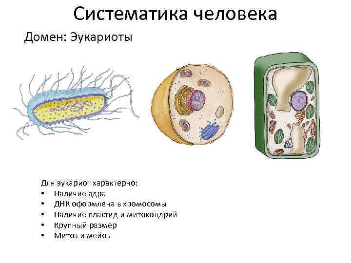 Систематика человека Домен: Эукариоты Для эукариот характерно: • Наличие ядра • ДНК оформлена в